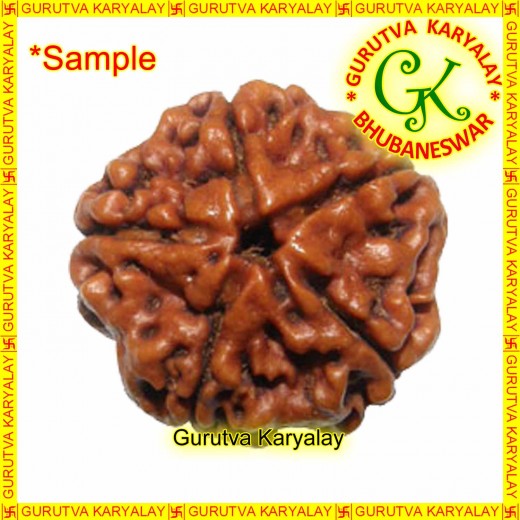 Mantra Siddha Natural Five Mukhi Nepali Rudraksha 5 Mukhi Rudraksh Five Mukhi